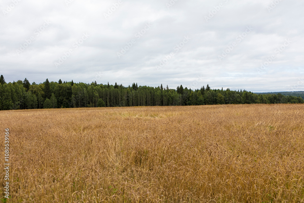 Russia Perm region forest landscape on a cloudy summer day Russia Perm region forest landscape on a cloudy summer day