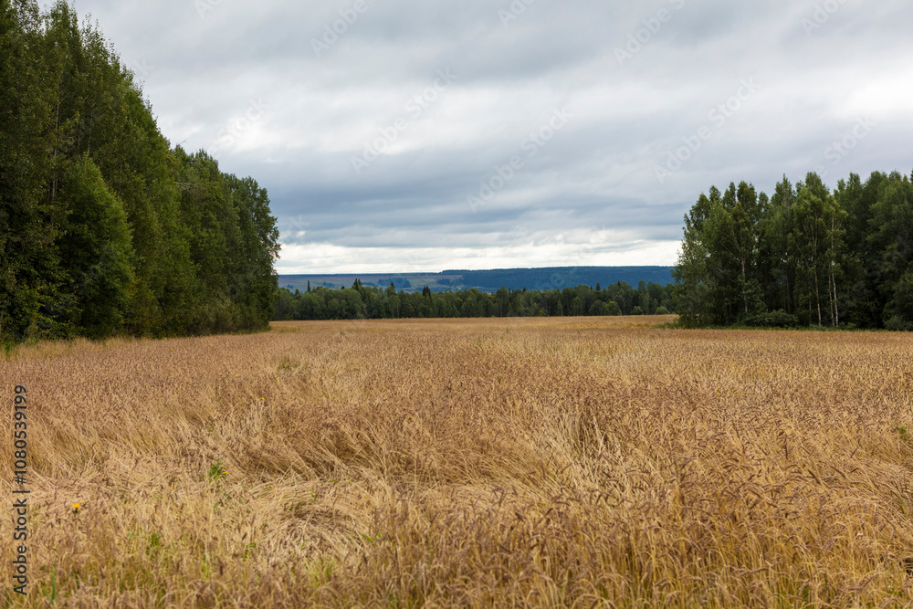 Russia Perm region forest landscape on a cloudy summer day Russia Perm region forest landscape on a cloudy summer day