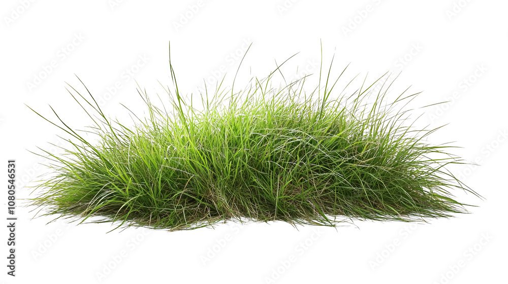 Patch of grass on a transparent background. isolated background.