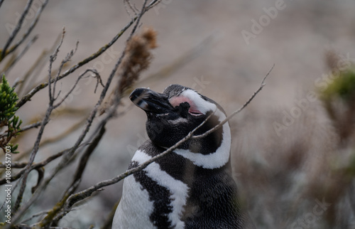 Pinguino Magallánico - Spheniscus Magellanicus photo