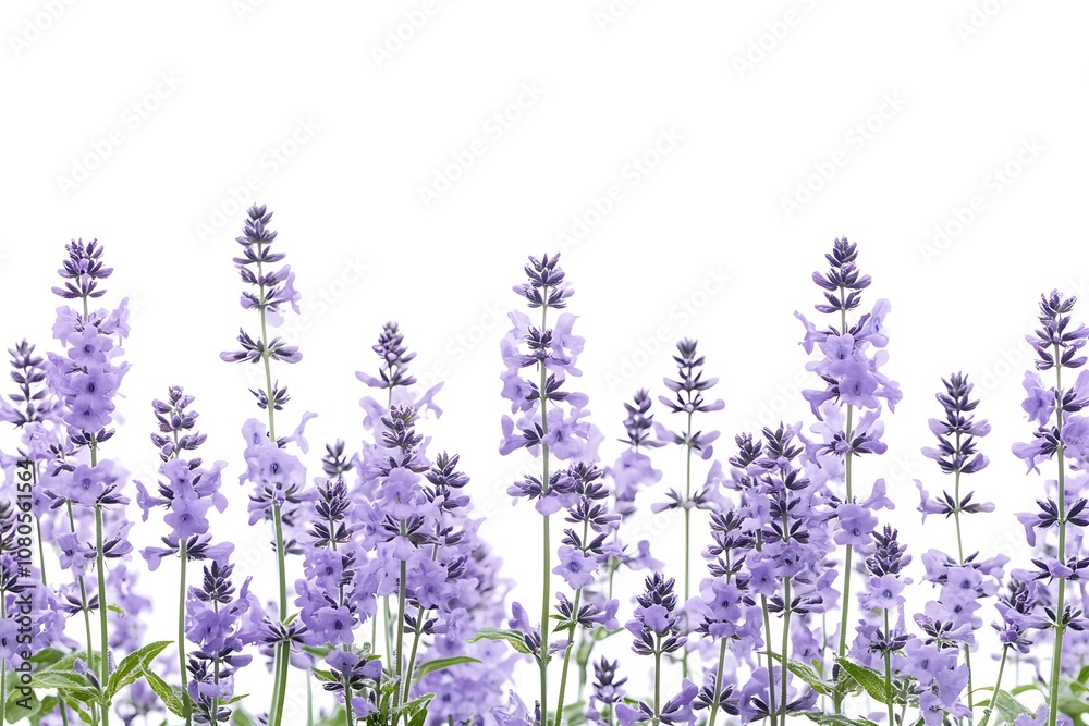 Naklejka premium Catmint isolated on a white background, close up