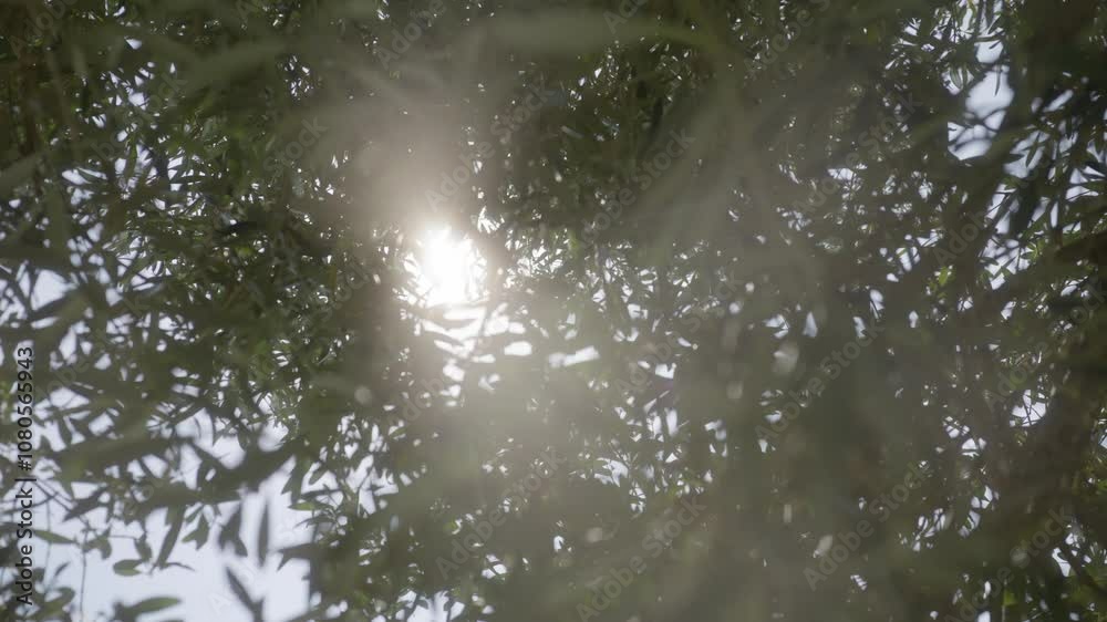 Macro shot of the green leaves of a century-old olive tree in the sun, Provence, France Macro shot of the green leaves of a century-old olive tree in the sun, Provence, France