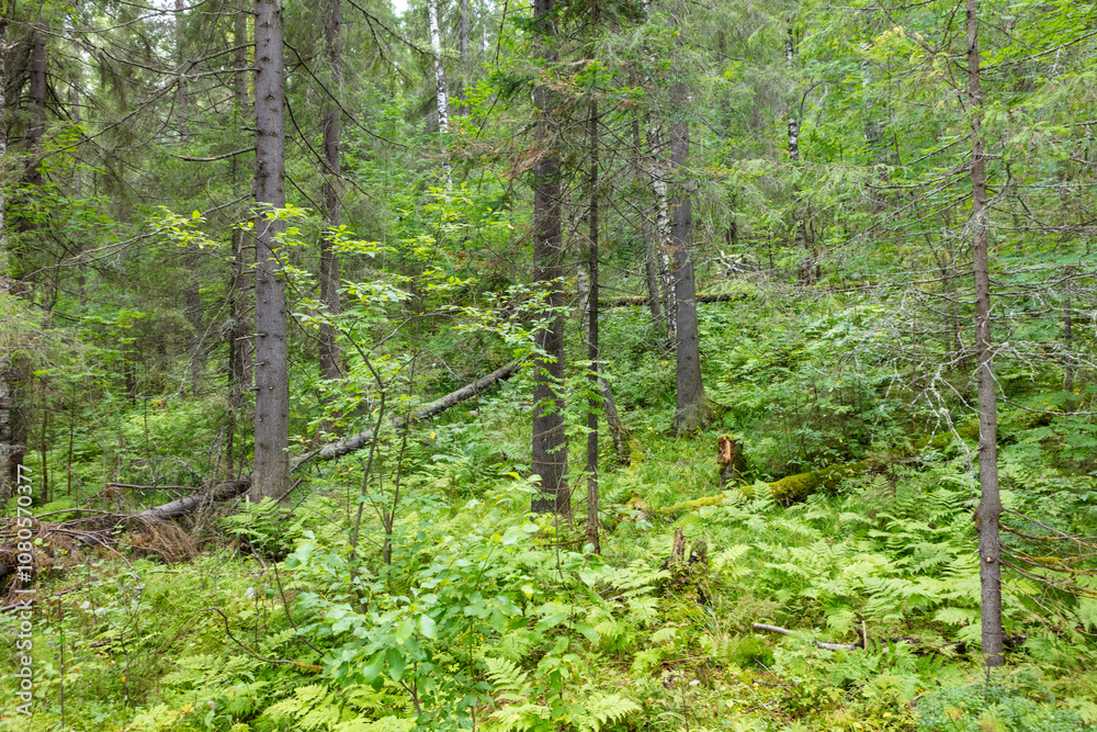 Russia Perm region taiga on a cloudy summer day Russia Perm region taiga on a cloudy summer day