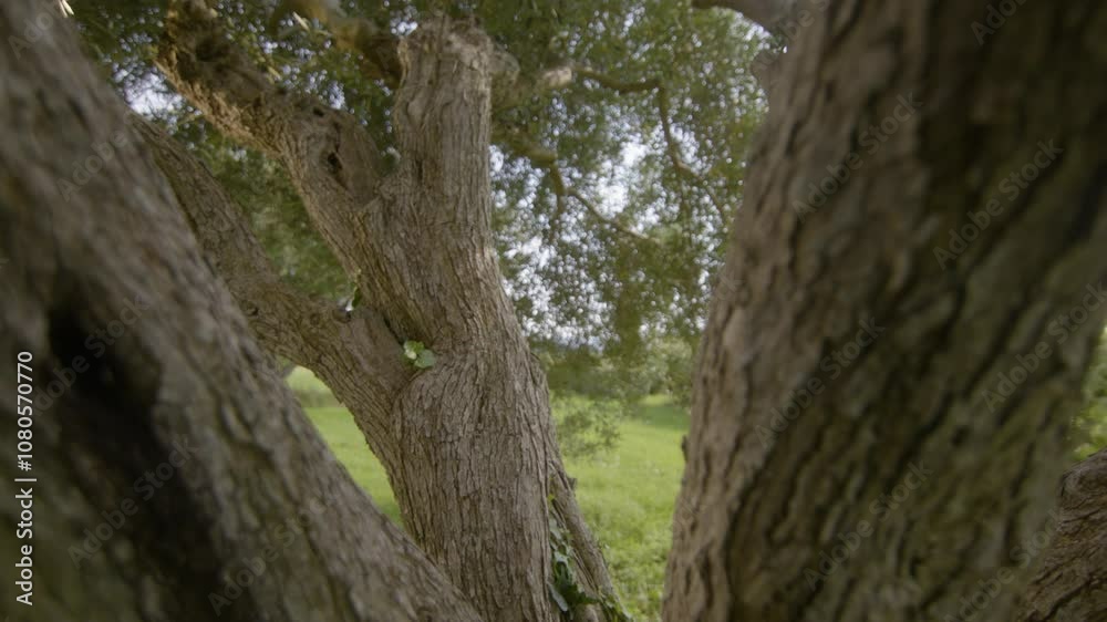 Majestic branch of a century-old olive tree in an olive grove, Provence, France Majestic branch of a century-old olive tree in an olive grove, Provence, France