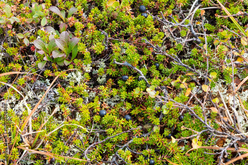 Russia black crowberry