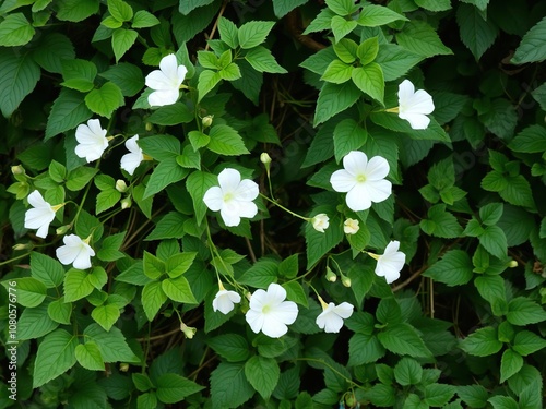 A vine with small white morning glory flowers and lush foliage in a garden setting, meadows, natural habitats photo