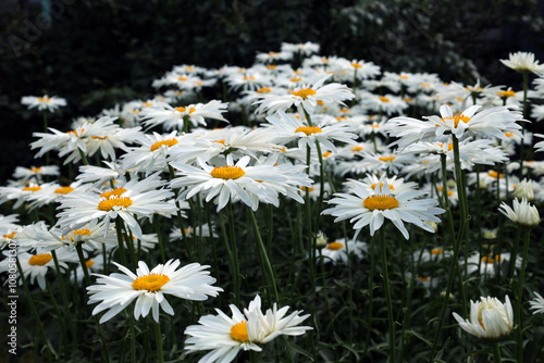 bright daisies with yellow centers bloom in the summer evening garden photo