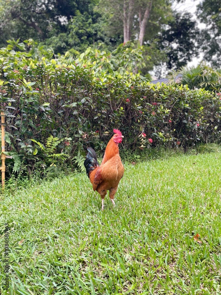 Fototapeta premium Gallo