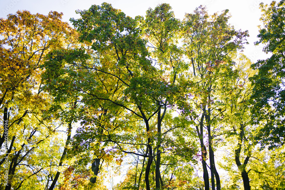 Camera looks up and moves slowly under trees. Tree branches and leaves against blue sky. High quality FullHD footage Camera looks up and moves slowly under trees. Tree branches and leaves against blue sky. High quality FullHD footage