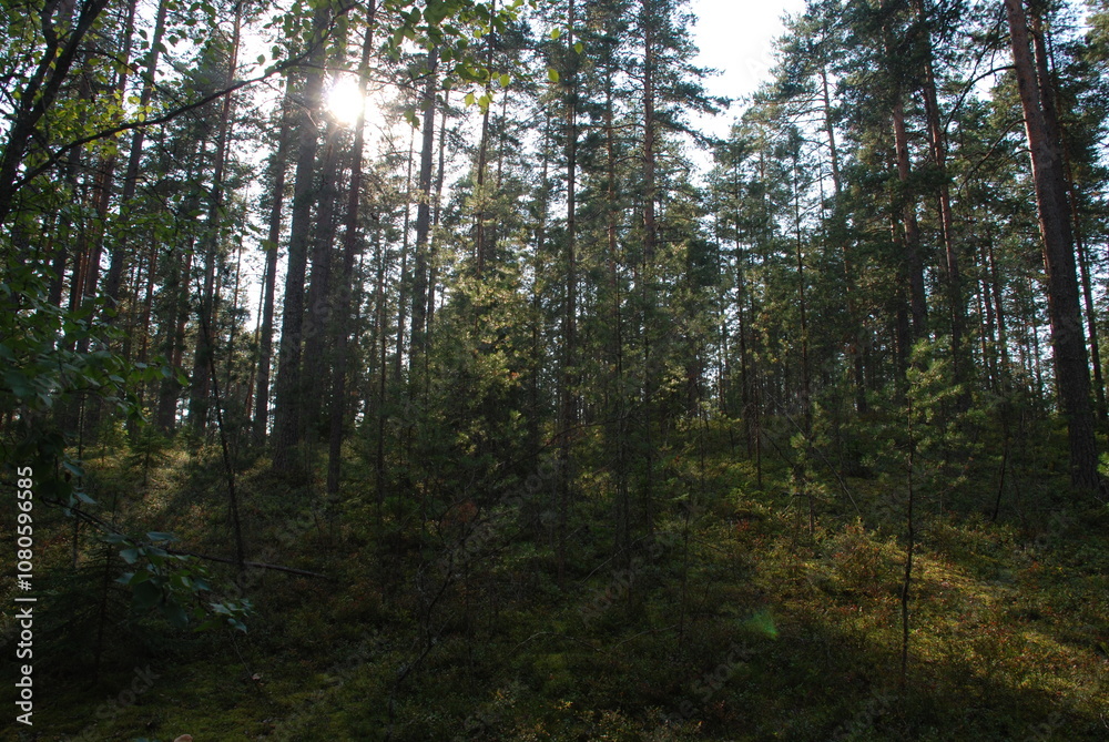 Fototapeta premium Sky above the pine trees. Summer day in the forest. Blue sky with clouds above the tops of tall pine trees. The trees have long brown trunks with curved branches on which green needles and cones grow.