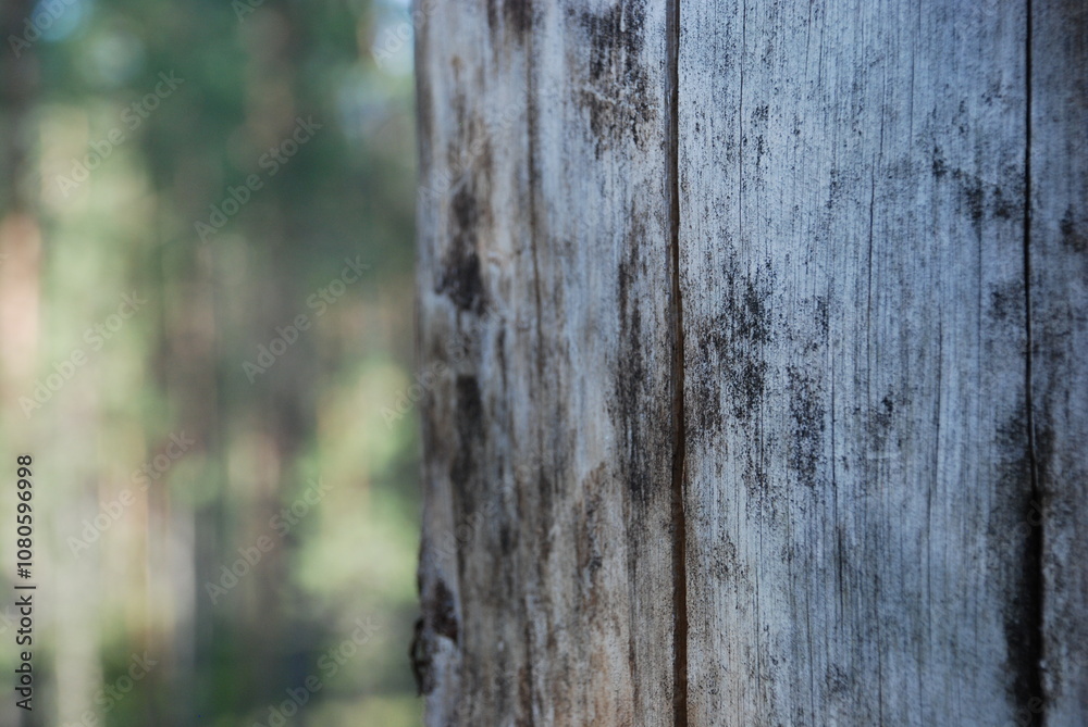 The trunk of an old pine tree. The old pine tree growing in the forest dried up and died, the bark fell off the tree. Over time, it faded and became a pale gray color. Cracks and holes formed in it. The trunk of an old pine tree. The old pine tree growing in the forest dried up and died, the bark fell off the tree. Over time, it faded and became a pale gray color. Cracks and holes formed in it.