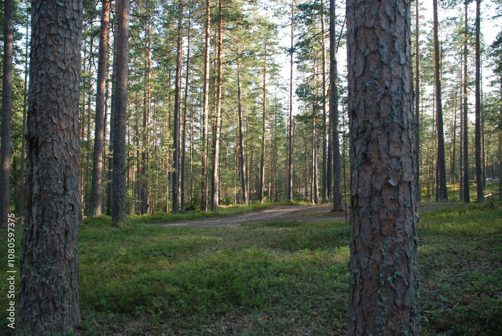 Naklejka premium Coniferous forest in summer. Middle-aged coniferous forest with pine and spruce trees. The trees have brown trunks and long branches with green needles. Blueberries, lichen and moss grow below.