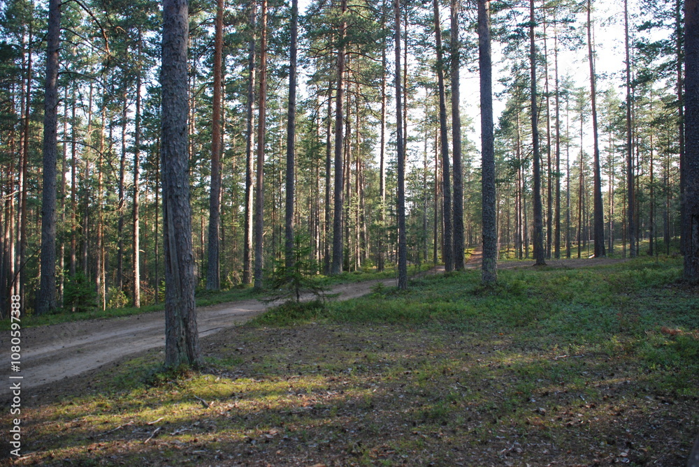 Fototapeta premium Coniferous forest in summer. Middle-aged coniferous forest with pine and spruce trees. The trees have brown trunks and long branches with green needles. Blueberries, lichen and moss grow below.