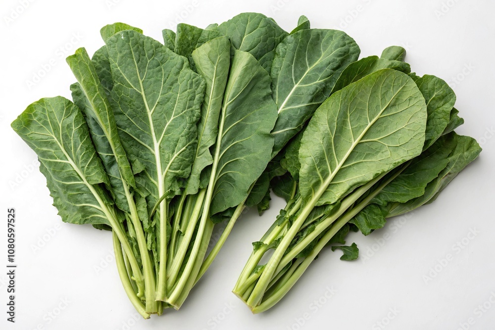 Botanical illustration of collard greens, patterns, collard greens, plant study, plant science, green leaves Botanical illustration of collard greens, patterns, collard greens, plant study, plant science, green leaves