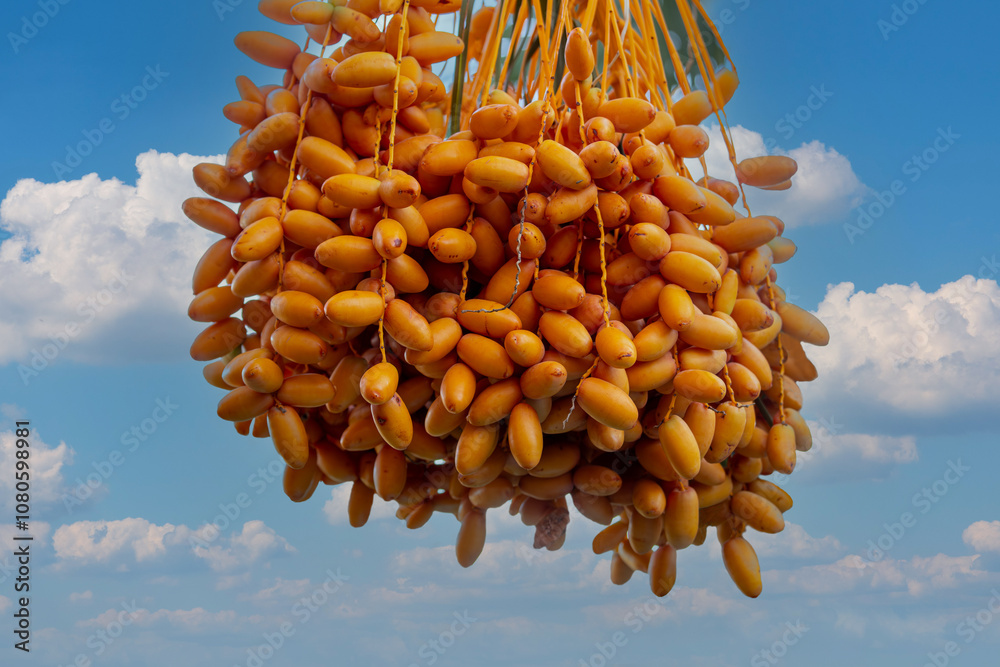 Date palm with ripe dates on it. Southern agriculture