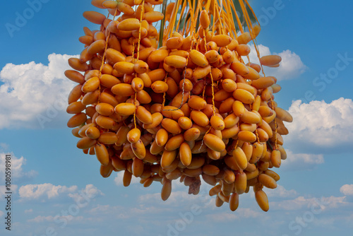 Obraz na płótnie Date palm with ripe dates on it. Southern agriculture w salonie