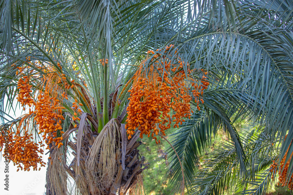 Date palm with ripe dates on it. Southern agriculture