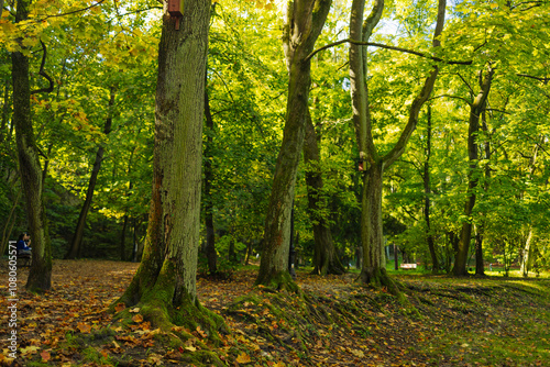 Camera looks up and moves slowly under trees. Tree branches and leaves against blue sky. High quality FullHD footage