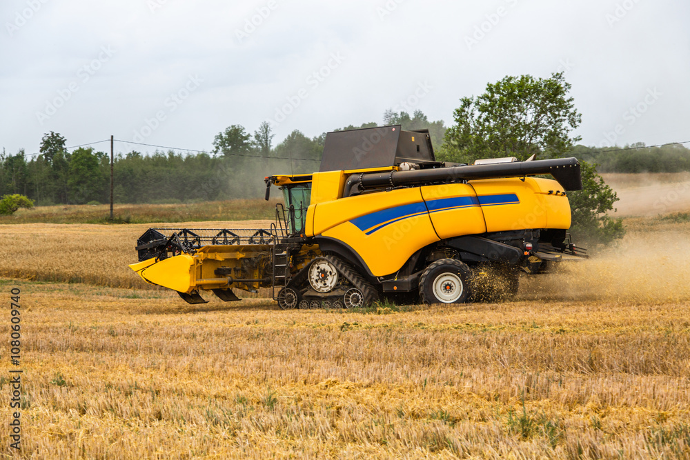 Fototapeta premium Combine harvester harvesting ripe wheat on big wheat field and tractor .Agricultural activity, excellent harvest