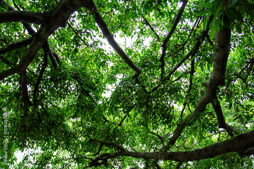 Fototapeta premium a tree with many branches that are in a forest.