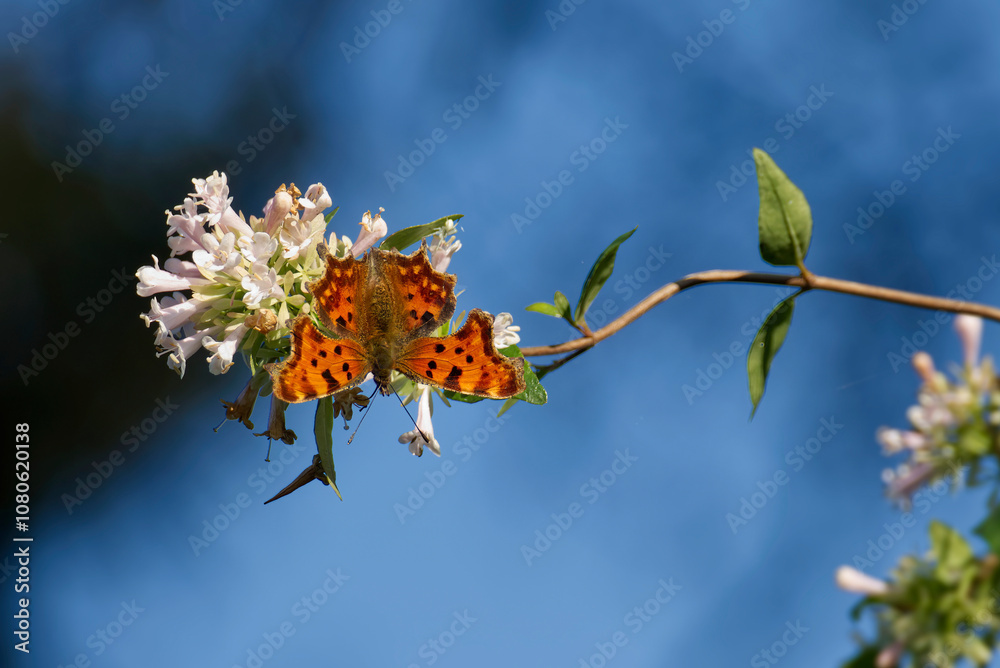 Comma butterfly (Polygonia c-album) sitting on a white flower in Zurich, Switzerland Comma butterfly (Polygonia c-album) sitting on a white flower in Zurich, Switzerland