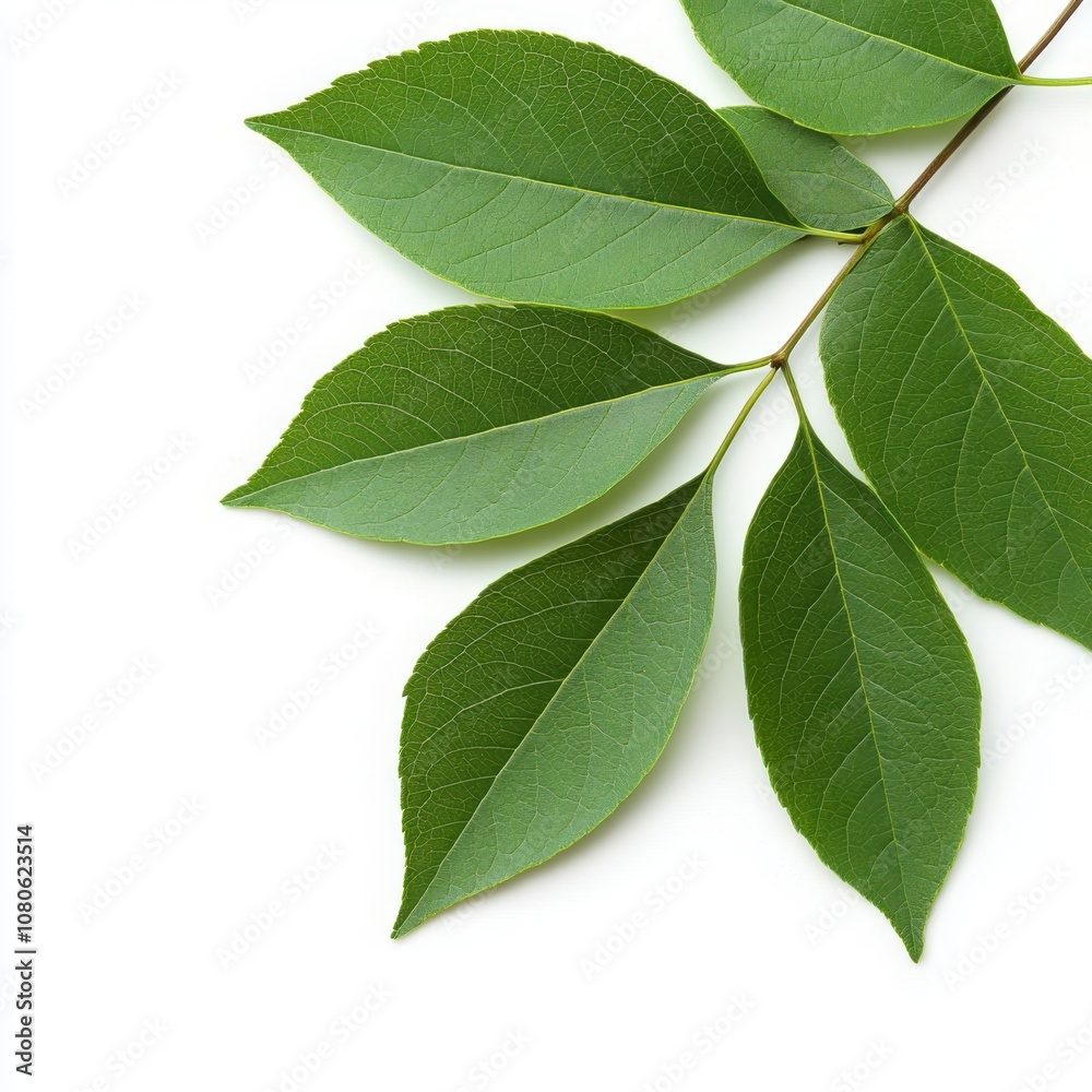 Green leaves on branch, white isolated background Green leaves on branch, white isolated background
