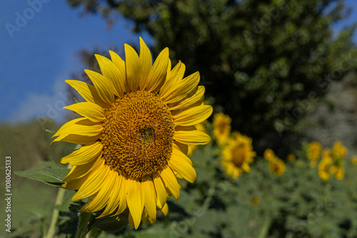 Obraz na płótnie Sunflowers in the field close-up, agriculture, harvest, bright, beautiful, summer, spring, nature, village, yellow w salonie