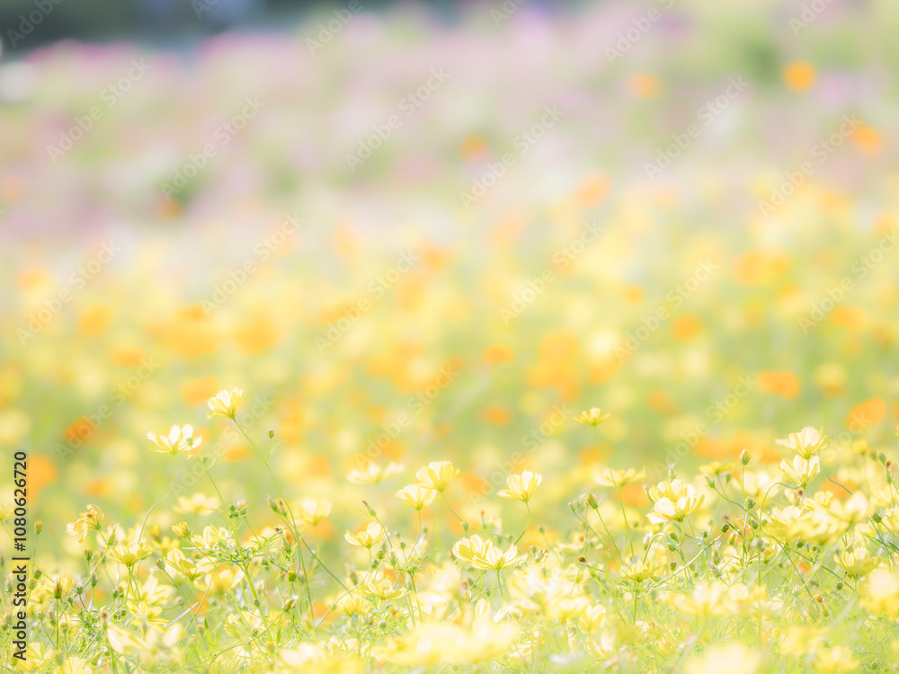 秋の公園や花壇を彩るコスモス（キバナコスモス）のある風景。背景。自然風景素材。