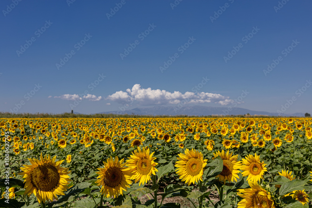 A breathtaking view of a vast sunflower field in full bloom under a clear sky, capturing the vibrant yellow petals and lush green leaves of the sunflowers.