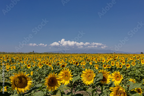 Obraz na płótnie A breathtaking view of a vast sunflower field in full bloom under a clear sky, capturing the vibrant yellow petals and lush green leaves of the sunflowers. w salonie