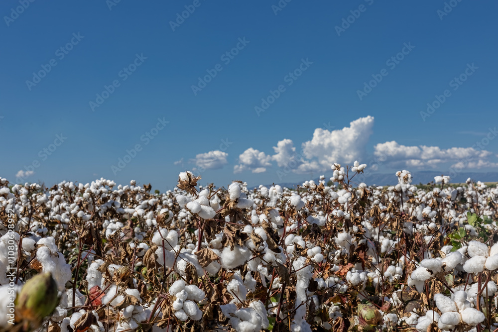 cotton field with white cotton buds.Cotton fields ready for harvest in Izmir - Menemen plain