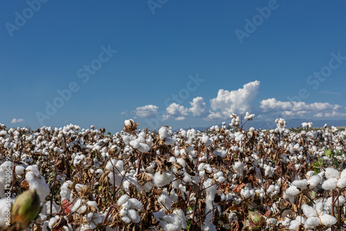 Obraz na płótnie cotton field with white cotton buds.Cotton fields ready for harvest in Izmir - Menemen plain w salonie