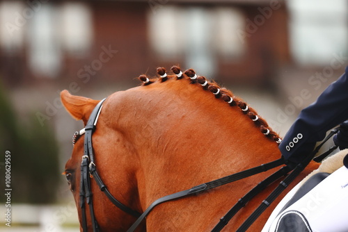 Horse riding class. Show ring on equestrian. Beautiful mane