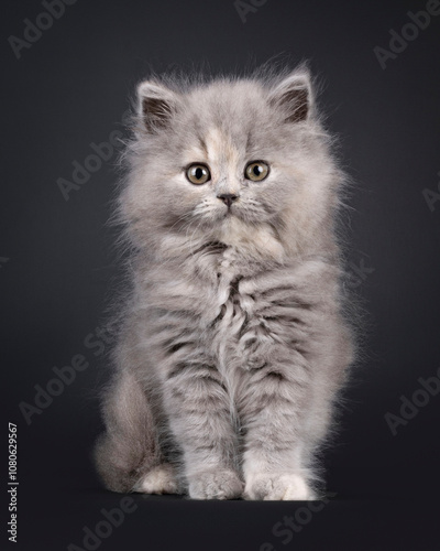 Adorable blue tortie British Longhair kitten, sitting sitting up facing front. Looking towards camera with sweet and friendly expression. Isolated on a black background.