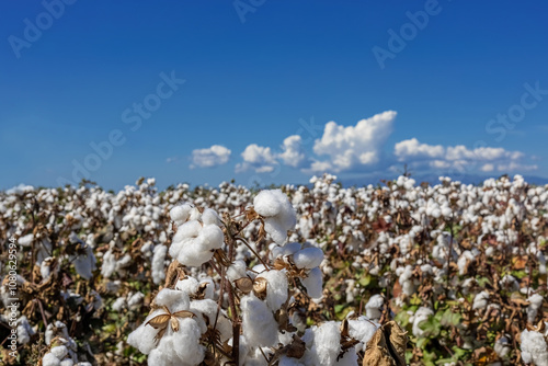 Obraz na płótnie cotton field with white cotton buds.Cotton fields ready for harvest in Izmir - Menemen plain w salonie