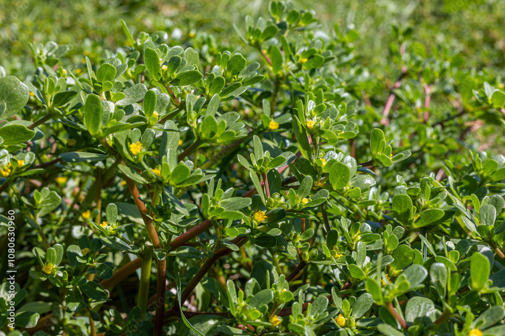 A plant called segan or purslane (Portulaca oleracea). Leaves of common purslane Portulaca oleracea. purslane salad