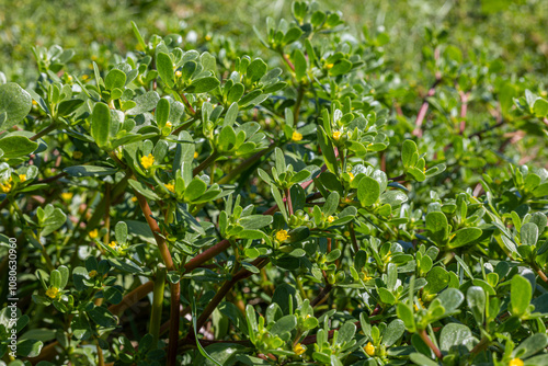 A plant called segan or purslane (Portulaca oleracea). Leaves of common purslane Portulaca oleracea. purslane salad