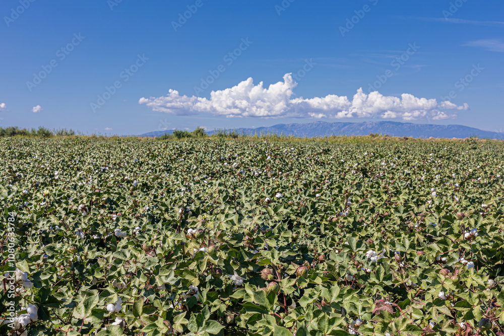 cotton field with white cotton buds