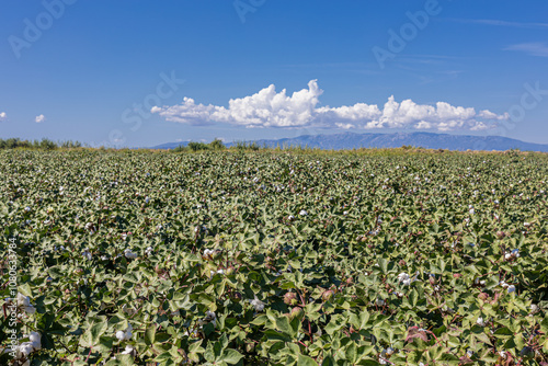 Obraz na płótnie cotton field with white cotton buds w salonie