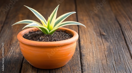 A potted plant with green and yellow leaves on a wooden surface.