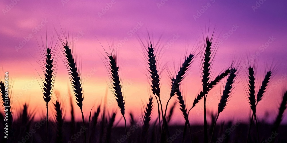 Silhouetted wheat stalks create a striking contrast against a vivid purple and pink sunset, capturing the beauty of nature. Silhouetted wheat stalks create a striking contrast against a vivid purple and pink sunset, capturing the beauty of nature.