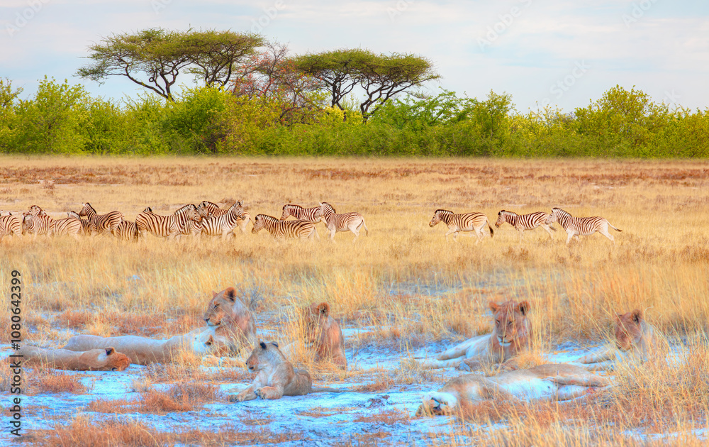 Lion family lying in the yellow grass with herd of zebras in yellow grass - Etosha National Park, Namibia Lion family lying in the yellow grass with herd of zebras in yellow grass - Etosha National Park, Namibia