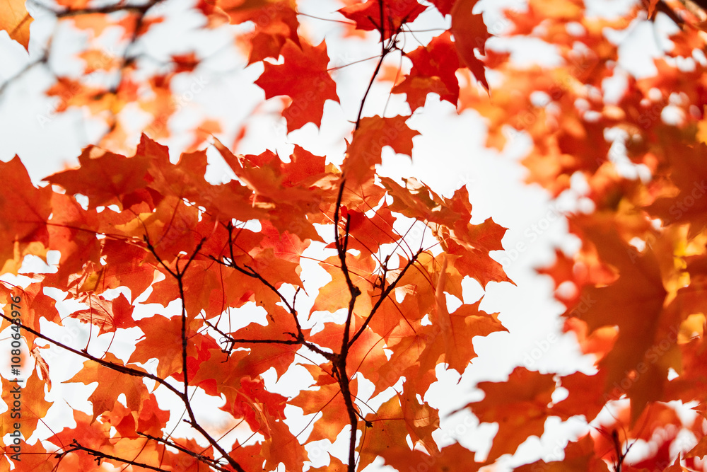 Red and Orange Maple Leaves during the Fall for Thanksgiving Red and Orange Maple Leaves during the Fall for Thanksgiving