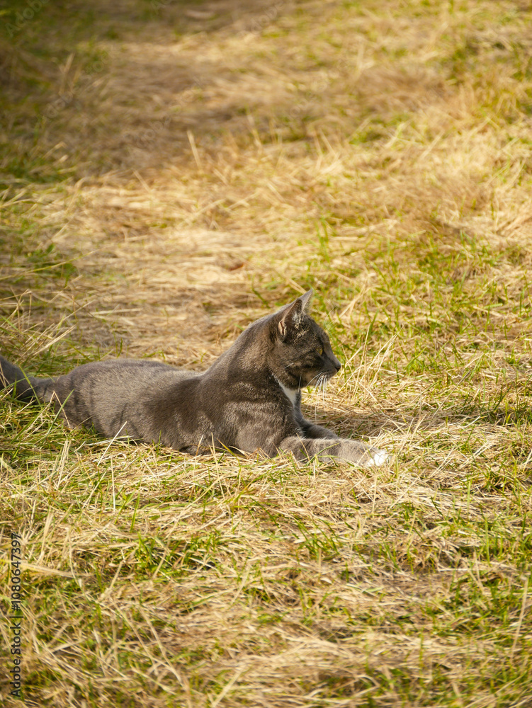 Gray cat laying in the grass, looking at something. Gray cat laying in the grass, looking at something.