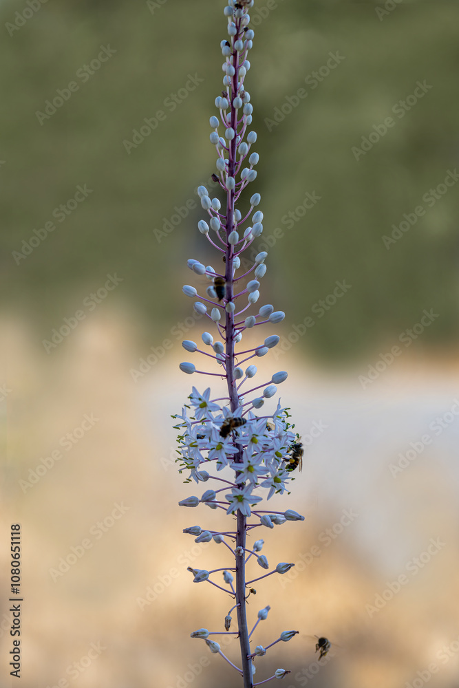 Drimia Maritima, also known as sea onion and island onion (urginea maritima, rimia maritima)
