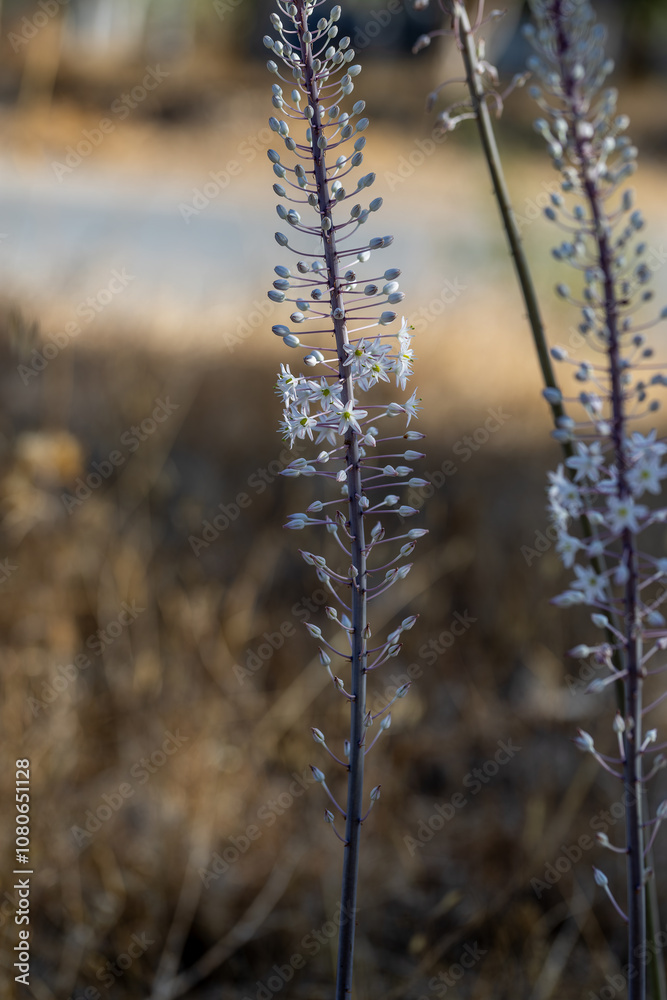 Drimia Maritima, also known as sea onion and island onion (urginea maritima, rimia maritima)