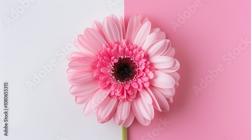 A vibrant pink flower against a split background of white and pink, showcasing beauty and freshness.