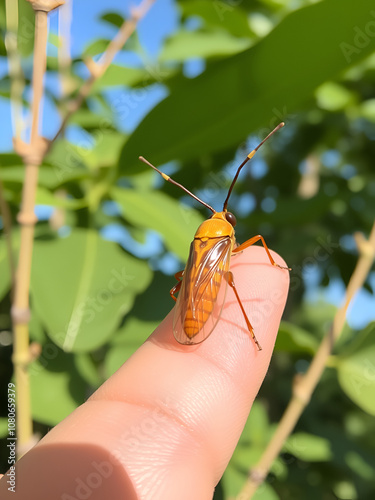 Pyrops candelaria or lantern Fly and sometime we call trunk cicada or trunk butterfly. photo