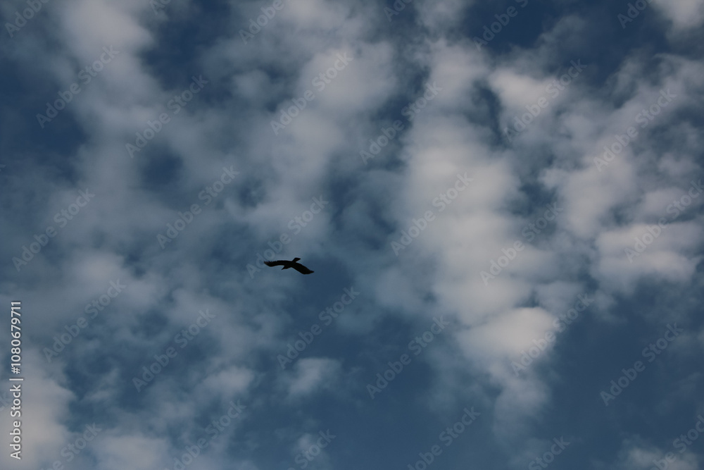 birds in the sky, Silhouette of Two Birds Flying in the Evening Sky birds in the sky, Silhouette of Two Birds Flying in the Evening Sky