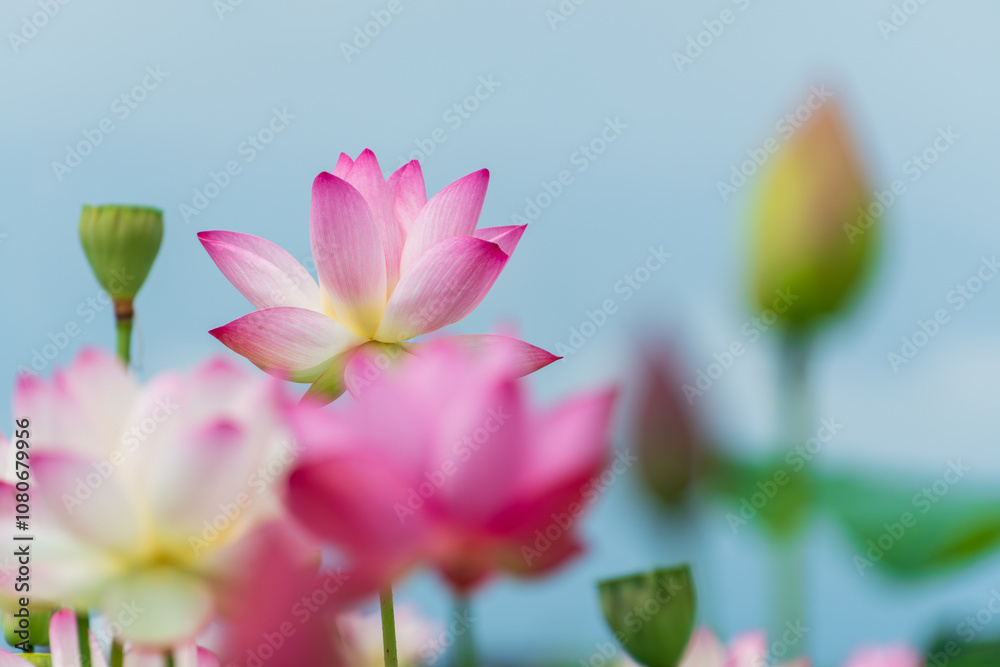 Fototapeta premium Lotus Flowers Blooming Under Clear Sky